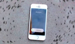 Video: Kiến bò thành vòng tròn quanh chiếc iPhone gây sốt